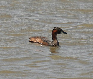 Zwergtaucher, Tachybaptus ruficollis capensis